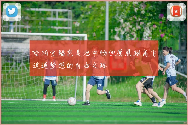 哈珀金鳞岂是池中物但愿展翅高飞追逐梦想的自由之路